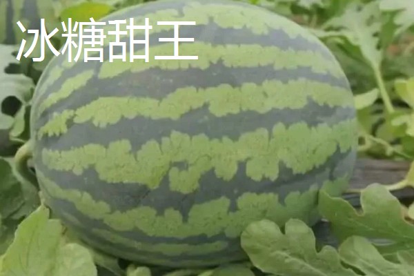 有什么小型西瓜品种,早春红玉、红小帅等品种体型小