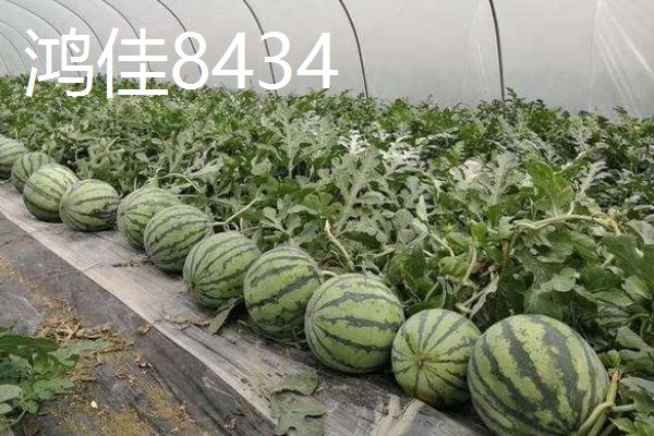 有什么小型西瓜品种,早春红玉、红小帅等品种体型小