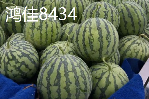 有什么小型西瓜品种,早春红玉、红小帅等品种体型小