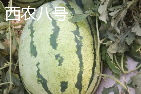 有什么小型西瓜品种,早春红玉、红小帅等品种体型小