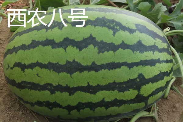 有什么小型西瓜品种,早春红玉、红小帅等品种体型小