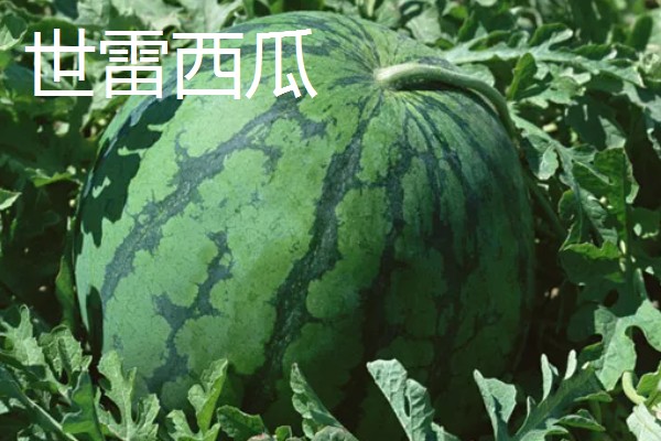 有什么小型西瓜品种,早春红玉、红小帅等品种体型小