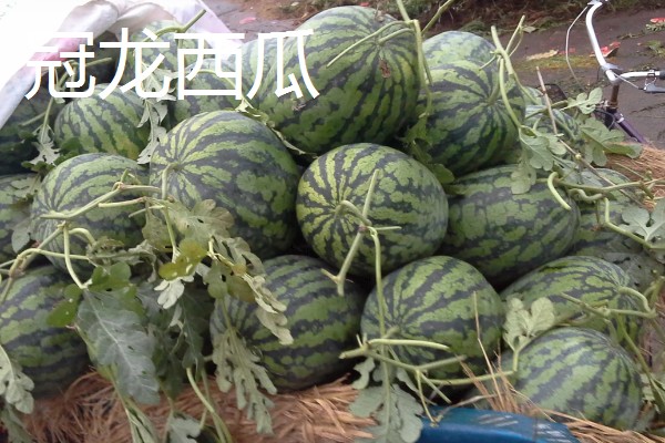 有什么小型西瓜品种,早春红玉、红小帅等品种体型小
