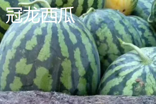 有什么小型西瓜品种,早春红玉、红小帅等品种体型小