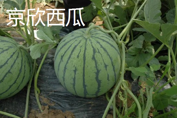 有什么小型西瓜品种,早春红玉、红小帅等品种体型小