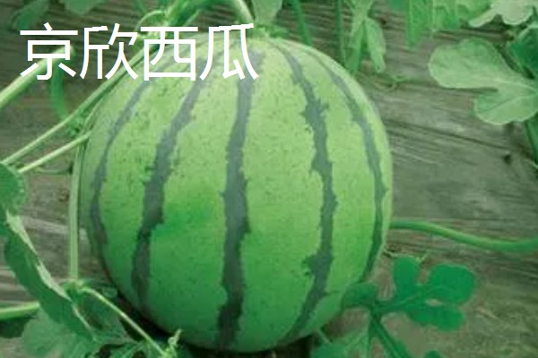 有什么小型西瓜品种,早春红玉、红小帅等品种体型小
