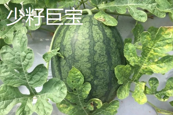 有什么小型西瓜品种,早春红玉、红小帅等品种体型小