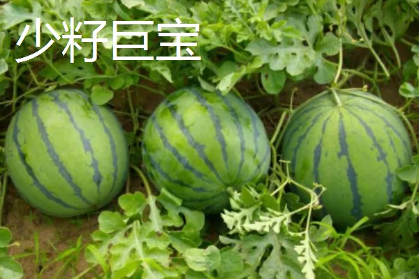 有什么小型西瓜品种,早春红玉、红小帅等品种体型小
