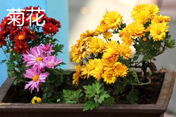 室内适合养殖哪些花朵,适合养菊花、君子兰等