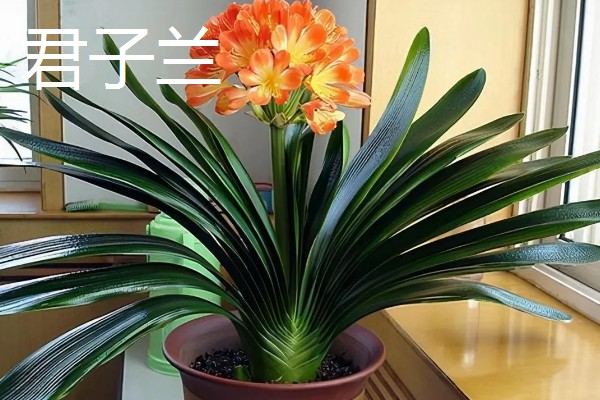 室内适合养殖哪些花朵,适合养菊花、君子兰等