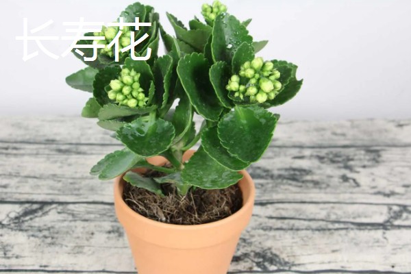 室内适合养殖哪些花朵,适合养菊花、君子兰等