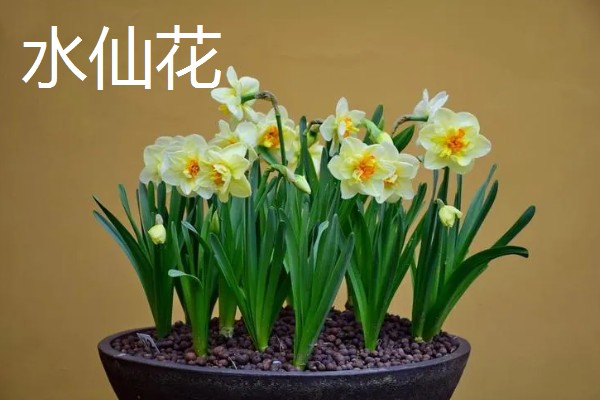 室内适合养殖哪些花朵,适合养菊花、君子兰等