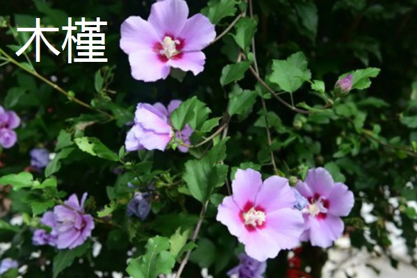 室内适合养殖哪些花朵,适合养菊花、君子兰等