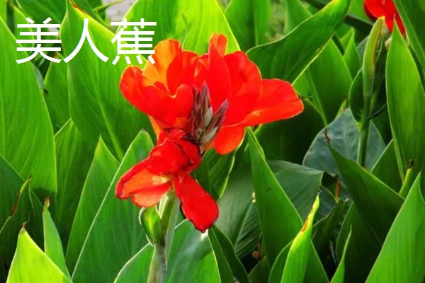 室内适合养殖哪些花朵,适合养菊花、君子兰等