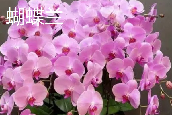 室内适合养殖哪些花朵,适合养菊花、君子兰等
