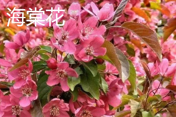 室内适合养殖哪些花朵,适合养菊花、君子兰等