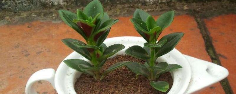 金鱼花的扦插方法，适宜生长在疏松肥沃的土壤中