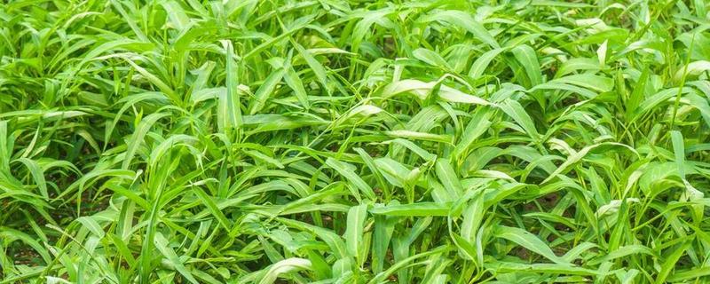 空心菜的育苗方法，最佳生长温度为25-30℃
