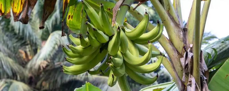 香蕉为什么是弯的，它会朝着光的方向生长