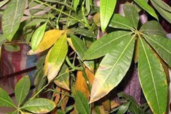 发财树叶子发黄的原因,可能是浇水不当所致