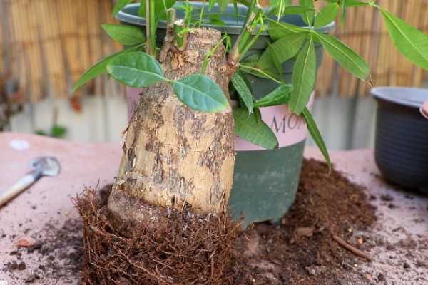 发财树叶子发黄的原因,可能是浇水不当所致