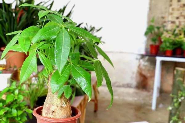 发财树叶子发黄的原因,可能是浇水不当所致