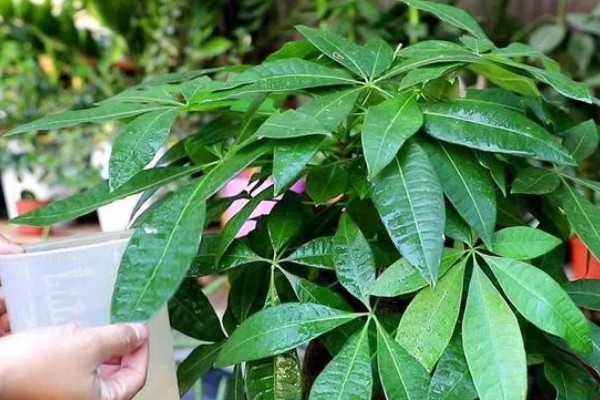 发财树叶子发黄的原因,可能是浇水不当所致