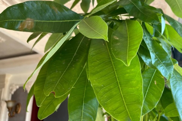 发财树叶子发黄的原因,可能是浇水不当所致