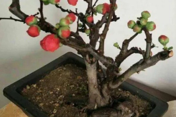 盆栽樱花怎么养殖,5-6月份喷施叶面肥