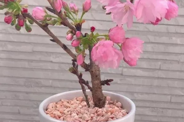 盆栽樱花怎么养殖,5-6月份喷施叶面肥