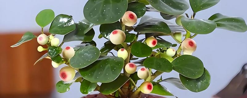 菩提树的外观，叶片呈三角状