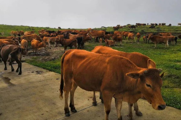 黎平黄牛的生产性能,被毛多为黑色和黄色