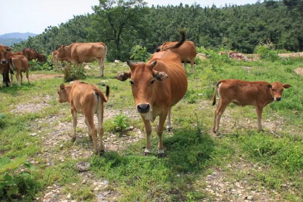 黎平黄牛的生产性能,被毛多为黑色和黄色
