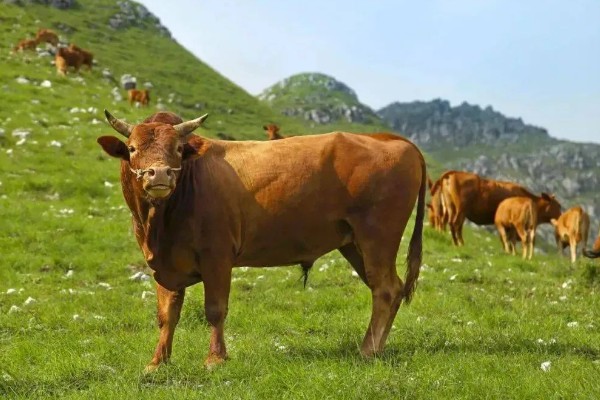 黎平黄牛的生产性能,被毛多为黑色和黄色