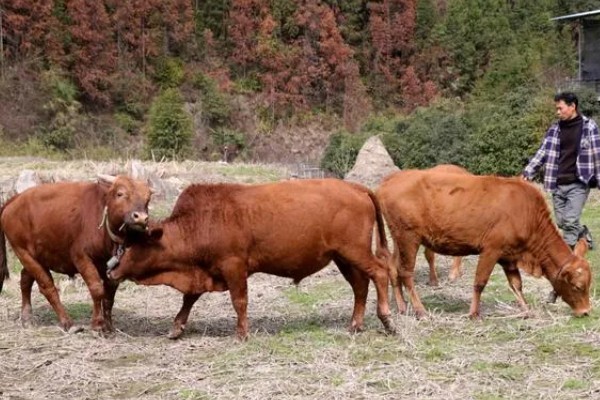 黎平黄牛的生产性能,被毛多为黑色和黄色