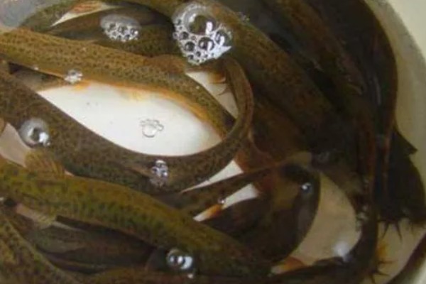 泥鳅有什么特点，适应性强且食性杂