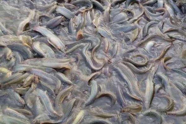 泥鳅有什么特点，适应性强且食性杂