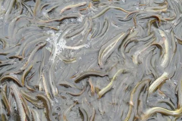 泥鳅有什么特点，适应性强且食性杂