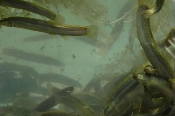 泥鳅有什么特点，适应性强且食性杂