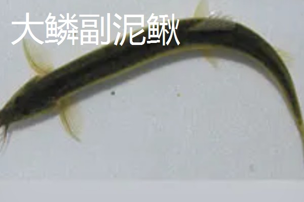 泥鳅有什么特点，适应性强且食性杂