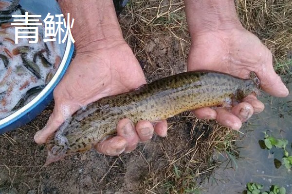 泥鳅有什么特点，适应性强且食性杂