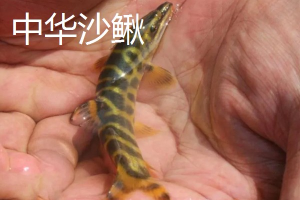 泥鳅有什么特点，适应性强且食性杂