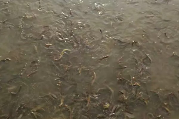 泥鳅有什么特点，适应性强且食性杂