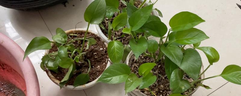 绿萝多久浇水一次，春秋季节每2-3天给1次水