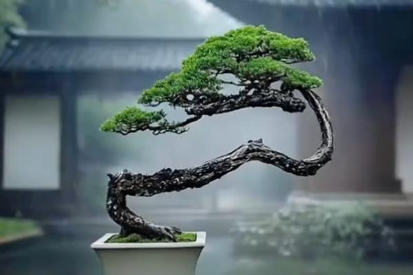 松树盆景适合放家里养吗,适合放家里