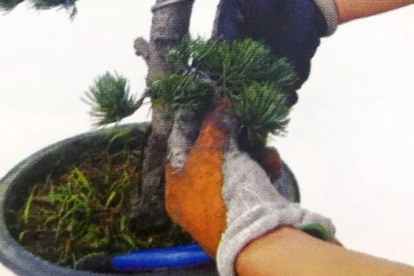 松树盆景适合放家里养吗,适合放家里