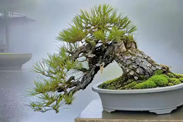 松树盆景适合放家里养吗,适合放家里