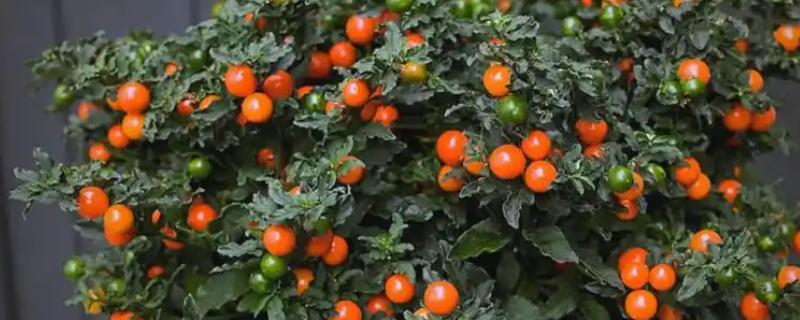 珊瑚樱的养殖方法，每隔一个月施加一次复合肥