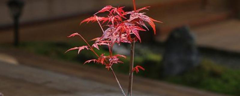 红枫叶子焦卷掉落的原因，可能是光照过强所致