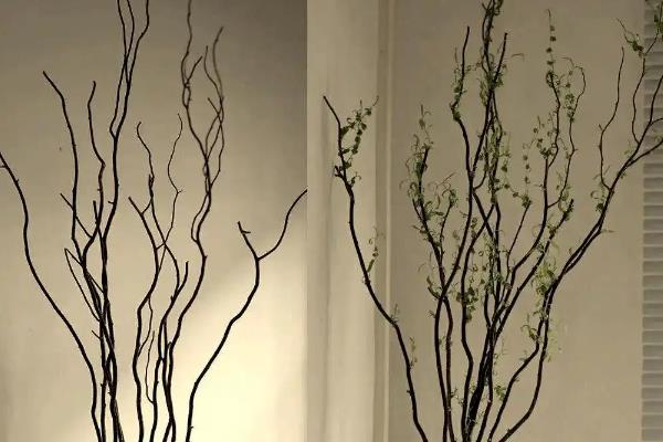龙柳枝水培能养多久，可以养4-5个月左右